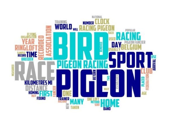 Racing Pigeons Typography Banner